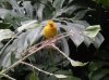 7 - posing bird.JPG