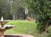 7 - tiger.JPG