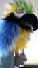 Screenshot_20190319-173347_Gallery.jpg