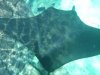 Manta 1.JPG