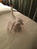 8 Towel animal with Elemis lip balm.jpg