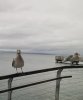 day 10 mukilteo birds.jpg