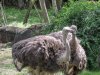 8694-AK_KSafari ostrich 8694.jpg 8694-AK_KSafari ostrich 8694.jpg