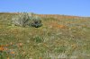 _DSC0159 - Copy.jpg