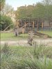 IMG_9884.JPG