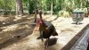 FW POD 3.2018 upclose turkey.jpg