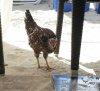 chicken.jpg