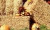 crop 1111.jpg