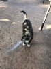 cat2.jpg