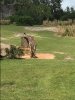 Baby giraffe.JPG