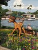 Bambi.JPG