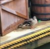 Jungle Cruise.JPG