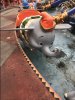 Dumbo.JPG