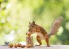 Photographer Captured Squirrels Every Day For Six Years And Here Are The Incredible Results 11.jpg