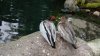 AK ducks up close.jpg