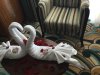 1 swans day 2.jpg