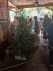JungleCruisetree.jpg