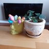 20190423_072439.jpg