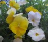 IMG_3511 - Copy.JPG