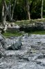 20190304_027Iguana.jpg 20190304_027Iguana.jpg