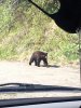Bear in BC.jpg