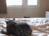 wathingyou.GIF