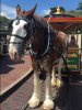 horse.JPG