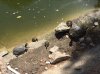 turtles.JPG