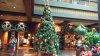poly 2018 tree.jpg poly 2018 tree.jpg