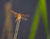 IMG_8525S.jpg
