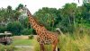 AK Nov 2018 girafffe.jpg