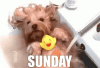 F0726305-805C-4432-B1E5-F3101B05668A.gif