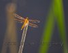 IMG_8525S.jpg