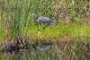 IMG_8631s.jpg