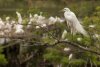 avery isle bird.jpg
