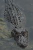 gator 3.jpg