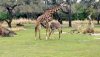 AK baby giraffe.jpg