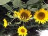 7BC7AE44-EC5C-424C-8374-F0DEE90EEED2.jpeg