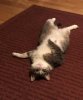 cat1.jpg