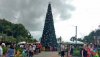 AK 11.2018 tree.jpg