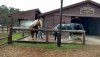 FW POD dec horses FEB.jpg