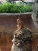 meerkat2.jpg