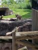 hyena1.jpg
