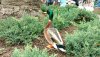 HS duck.jpg