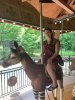carousel okapi.JPG
