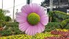 epcot FG pink flower.jpg