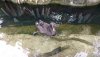 AK black swan.jpg