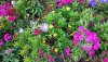 fw flowers.jpg