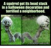 squir.jpg