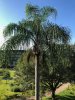 Palm tree.jpg